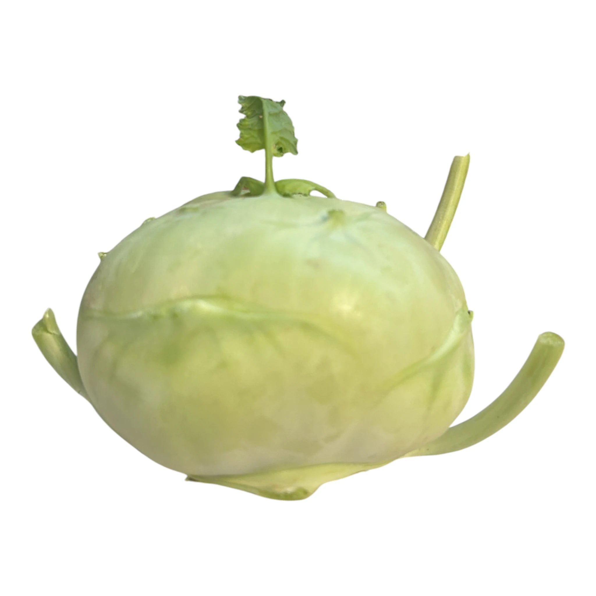 Kohlrabi Bio – Lebenbauer Josef
