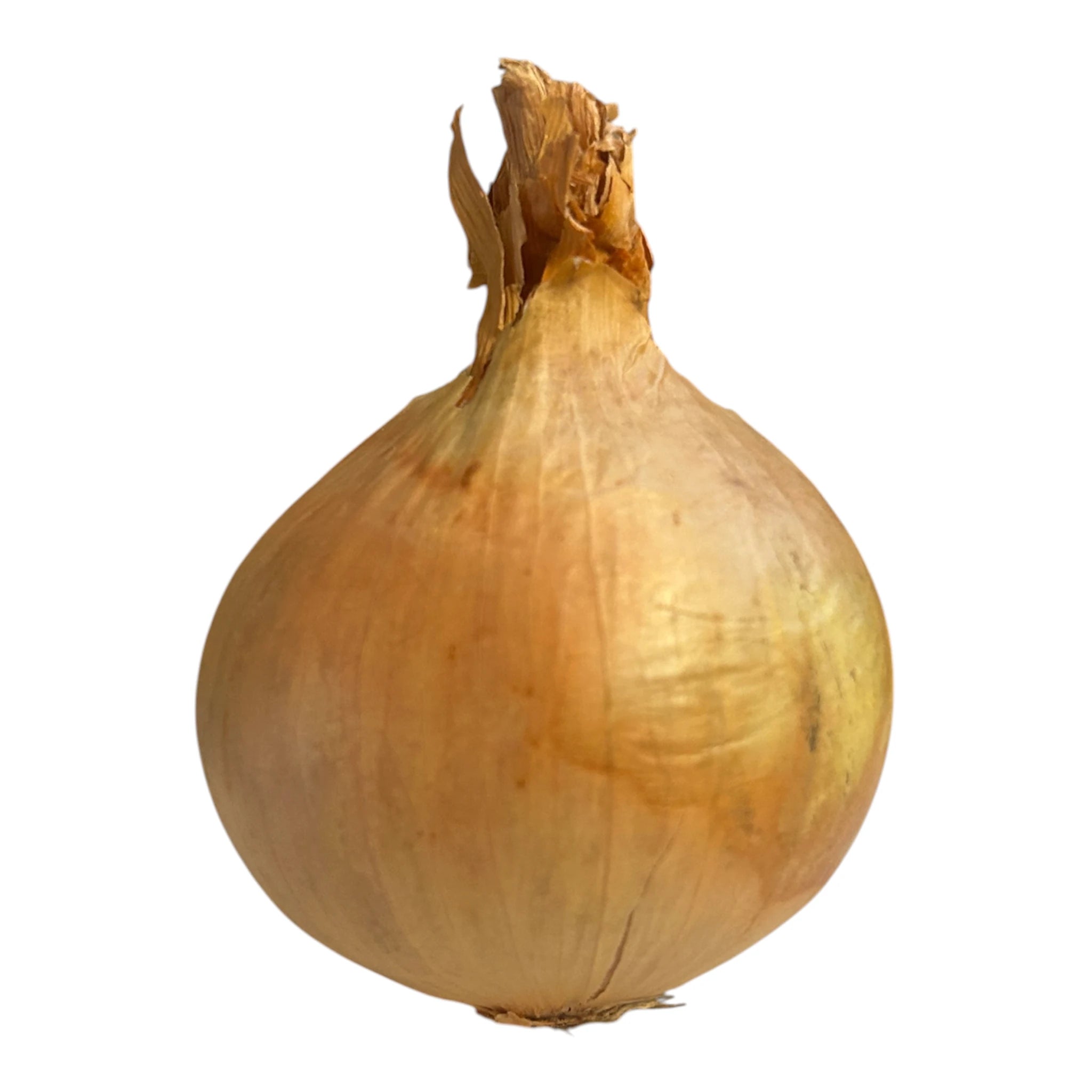 Zwiebel Bio – Lebenbauer Josef